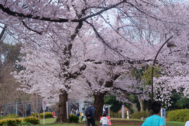 2020年駒沢公園の桜00089601