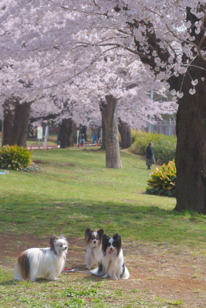 2020年駒沢公園の桜00089609