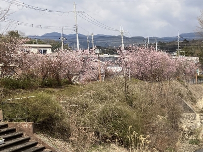 天神川沿いの河津ザクラが七分咲きです（3月24日10時35分頃）