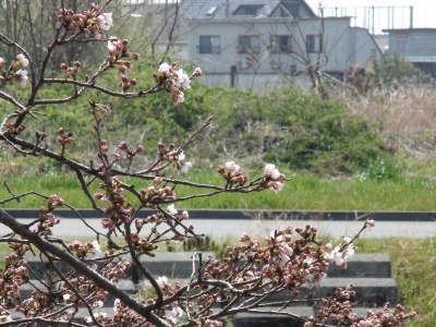 真野川沿いのサクラがチラホラと咲き始めました（3月30日11時15分頃）