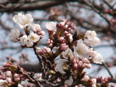 びわ湖大橋米プラザのサクラはチラホラ咲きになりました（4月2日10時頃）