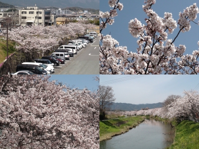 びわ湖大橋米プラザと真野川のサクラは7〜8分咲きになりました（4月5日11時30分頃）
