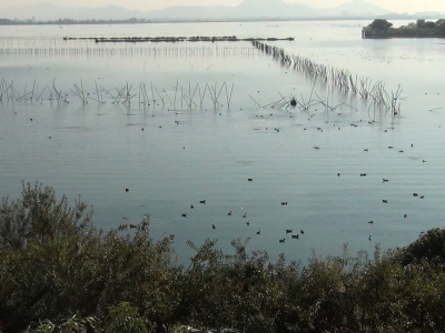 山ノ下湾は水鳥が多くなりました（11月9日9時30分頃）