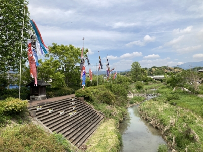 天神川のコイノボリは風が弱くて垂れ下がってます。平水に戻ったけど田植え濁りは取れてません（5月6日10時20分頃）