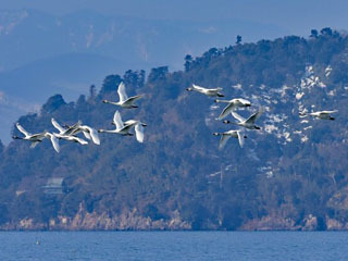 琵琶湖を飛び立つコハクチョウの群れ