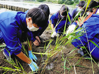 長浜の中学生が琵琶湖岸でヨシ植え