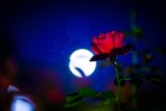 満月と薔薇