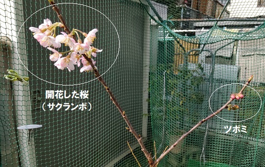 開花桜とツボミ