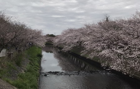 海老川桜1