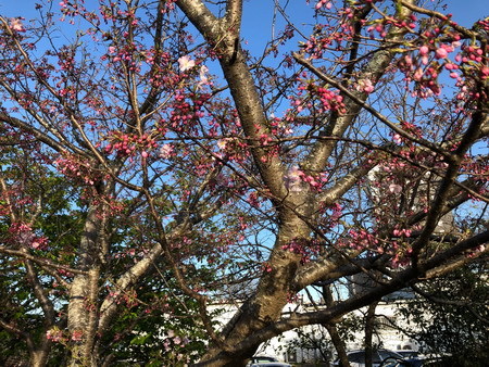 十月桜1