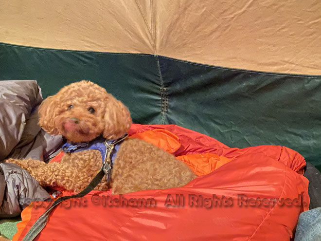 何がなんでもキャンプだし RFK ライジングフィールド軽井沢　マイクロチップ　努力義務　犬連れキャンプ　トイプードル　チョリソ　ブエナサルシッチャ　迷子犬　ゆうすげ旅館