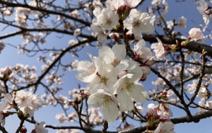 2022年４月７日福井市の桜満開