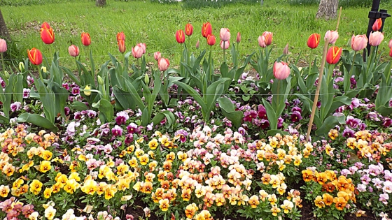 大泉緑地の花 2022 ふれあいの庭とその周辺（チューリップなど）