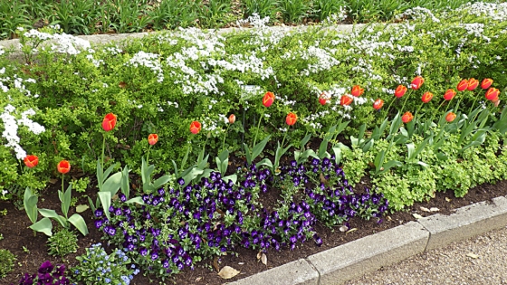 大泉緑地の花 2022 ふれあいの庭とその周辺（ユキヤナギなど）