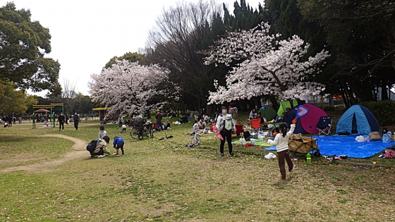 大泉緑地の桜 2022 Part1 桜広場以外（わんぱくランドの桜）