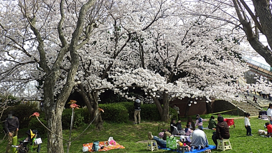 大泉緑地の桜 2022 Part1 桜広場以外（冒険ランドの桜）