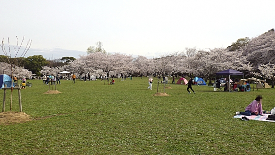 大泉緑地の桜 2022 Part2 桜広場（全景 その1）