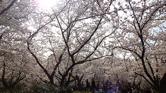 大泉緑地の桜 2022 Part2 桜広場（少し高いところで その1）