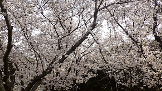 大泉緑地の桜 2022 Part2 桜広場（少し高いところで その2）