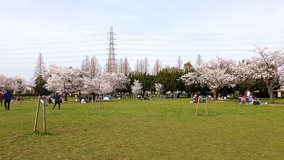 大泉緑地の桜 2022 Part2 桜広場（全景 その2）