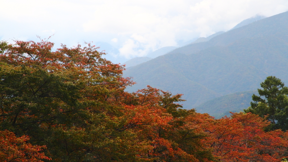 秋の葉の色