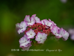 北公園の紫陽花　Ｂ