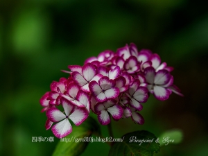 北公園の紫陽花　Ｆ