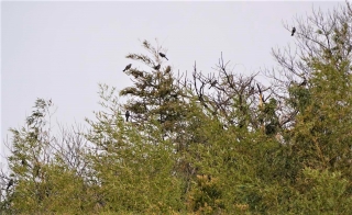 104木々で休むヒヨドリの群れ