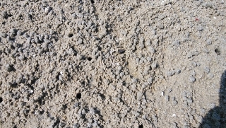 8 コメツキガニの砂団子