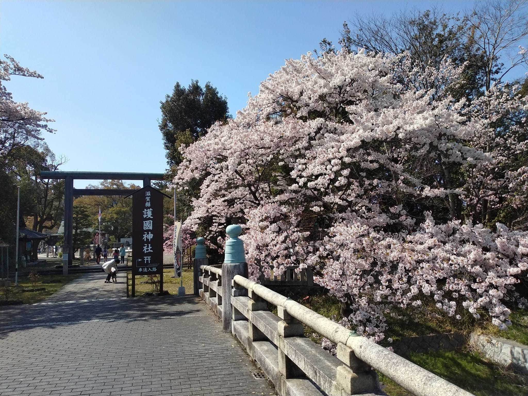 彦根の桜