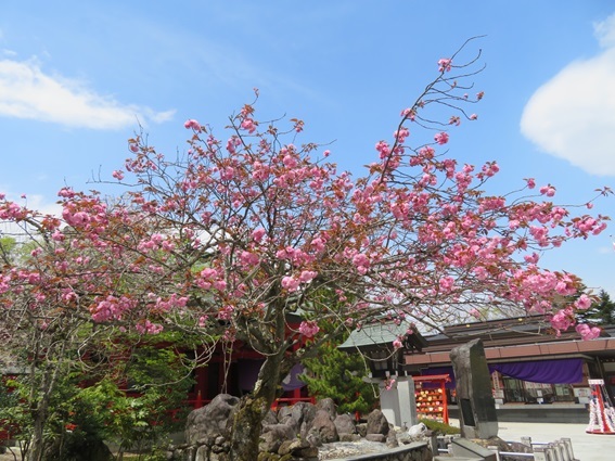 宮城縣護國神社の八重桜