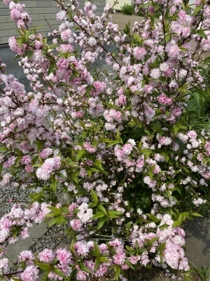 ブルヌス　グランデュロサ(庭桜)