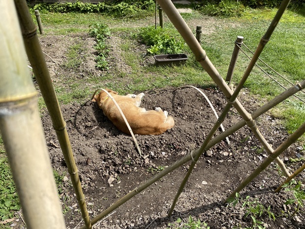 あくまで里芋の畝に寝る