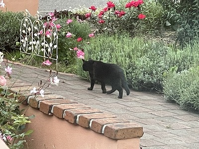 庭に来た猫さん