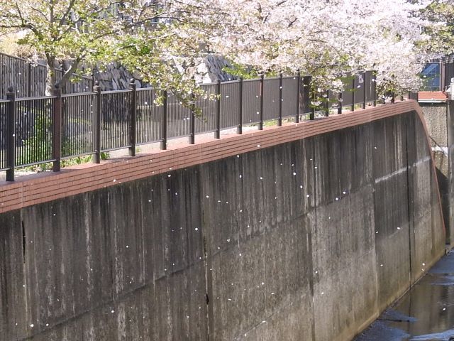 桜吹雪DSCN6350(640×480)