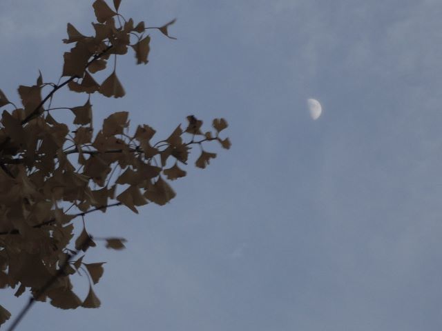 9日の月（旧十一月2011）P1070279イチョウ・半月(640×480)