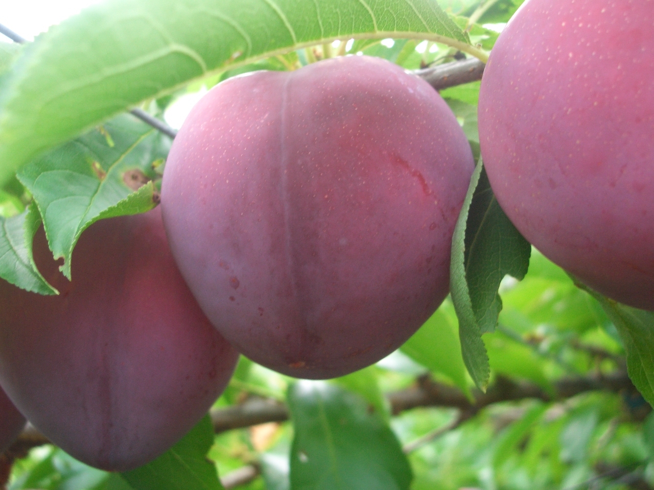 果実すももは、旬の程よい甘さが特徴。