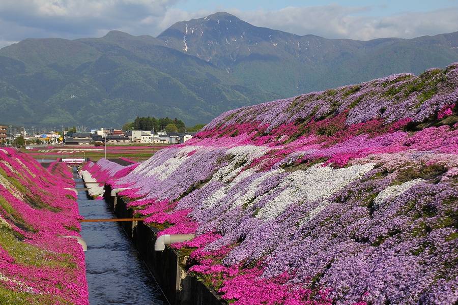 越前大野「シバザクラの里」の風景／田園地帯を彩るピンクの花の絨毯