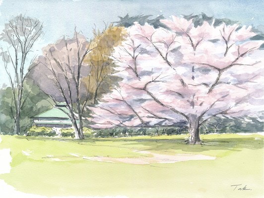公園の桜１（合成縮小）