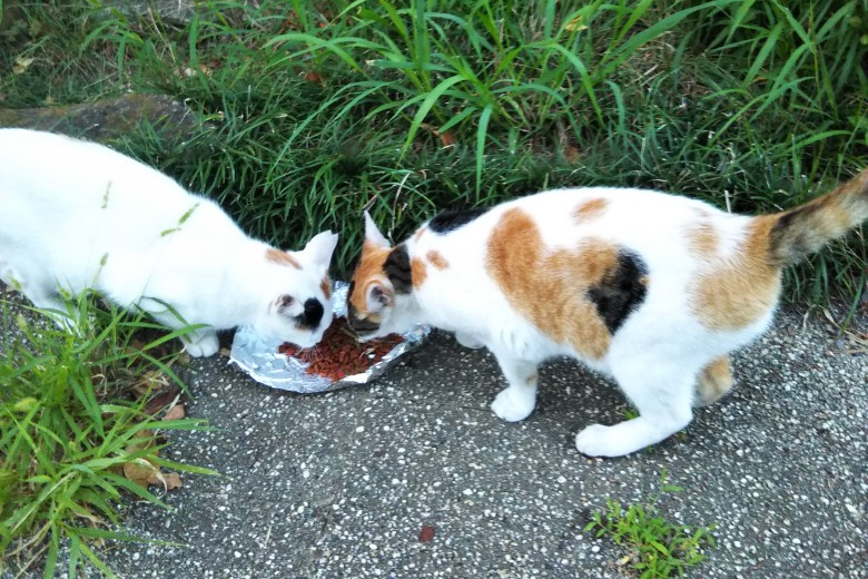 江戸川区東小松川で地域猫の三毛猫２匹を保護しました：シーちゃん・ミーちゃん