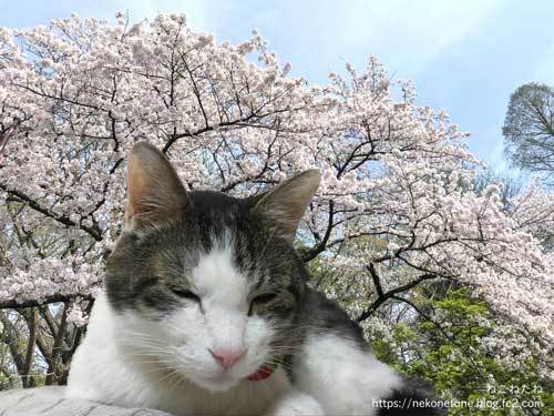 あーく氏と桜の写真