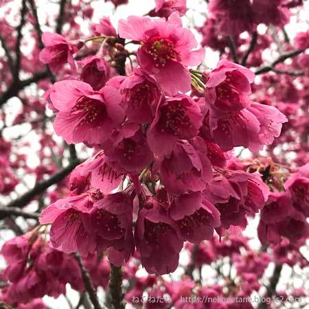 寒緋桜の写真２