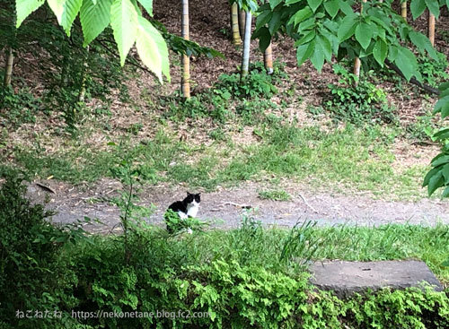 公園の白黒猫さん１