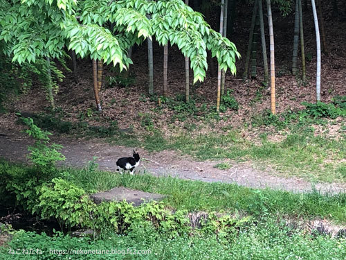 公園の白黒猫さん２