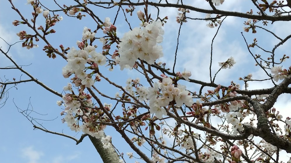稲佐山の桜