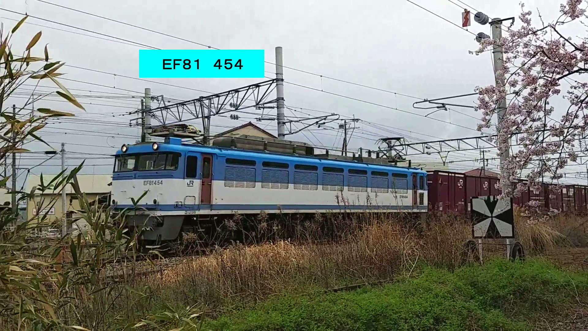 EF81と桜