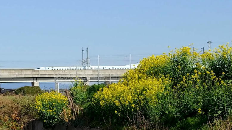菜の花と九州新幹線