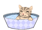 プール猫