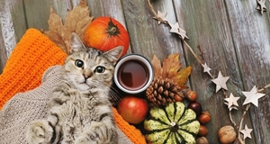 秋の猫さん
