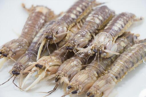 shako_mantis shrimp, mantis crab6378